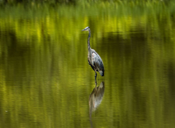 Blue heron in the middle of a still pond.