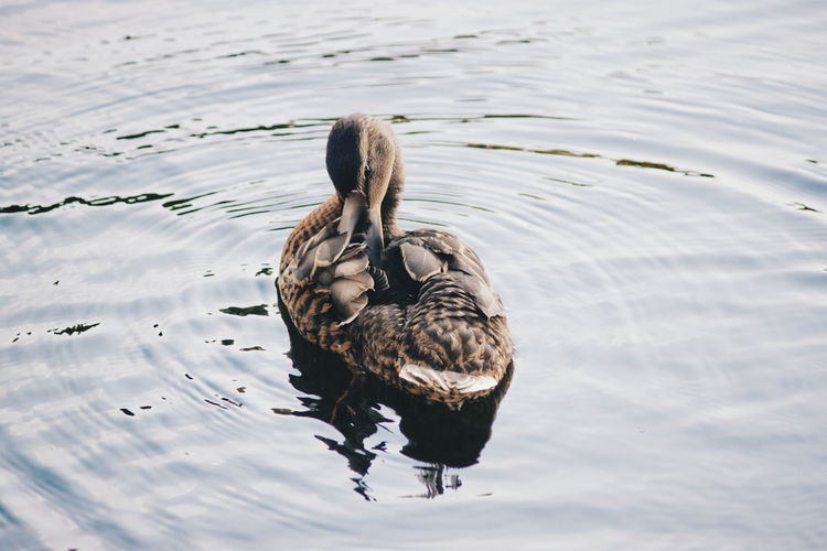 Duck swimming on lake