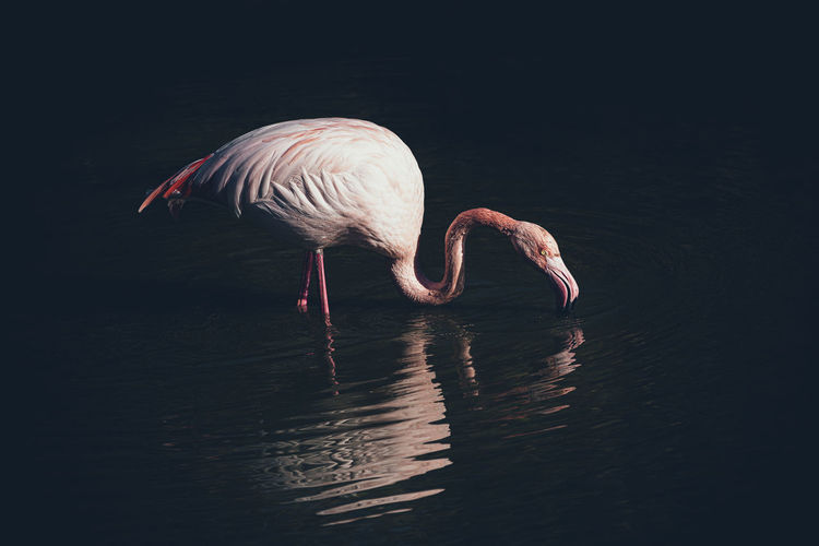 Flamingo of camargue