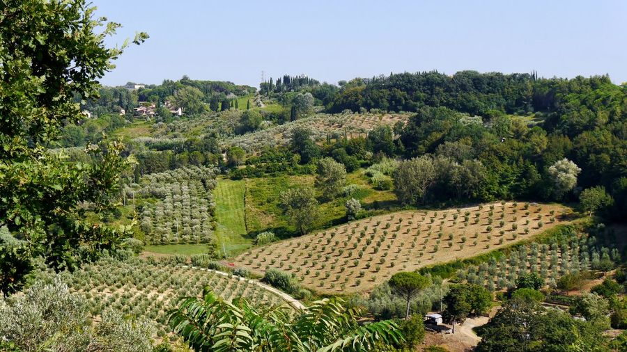 Scenic view of tuscany landscape with agricultural field against clear sky