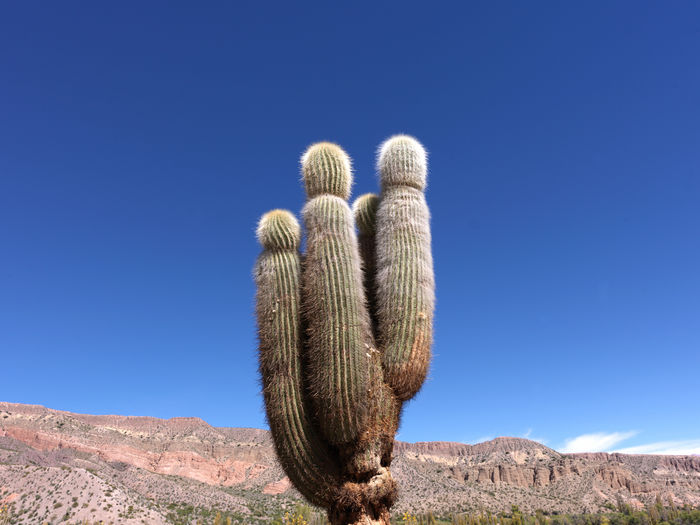 Cactus in the highlands of the andes, arid desert