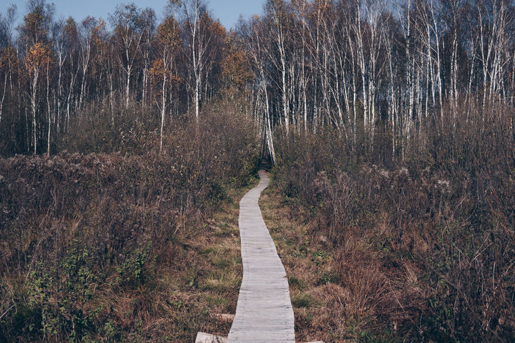 Wooden path through a marsh terrain with trees growing on both sides