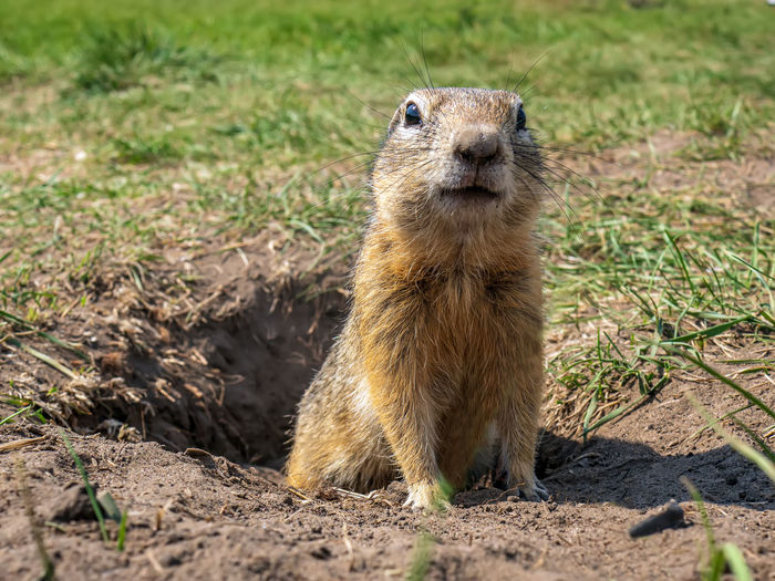 Close-up of meerkat on field