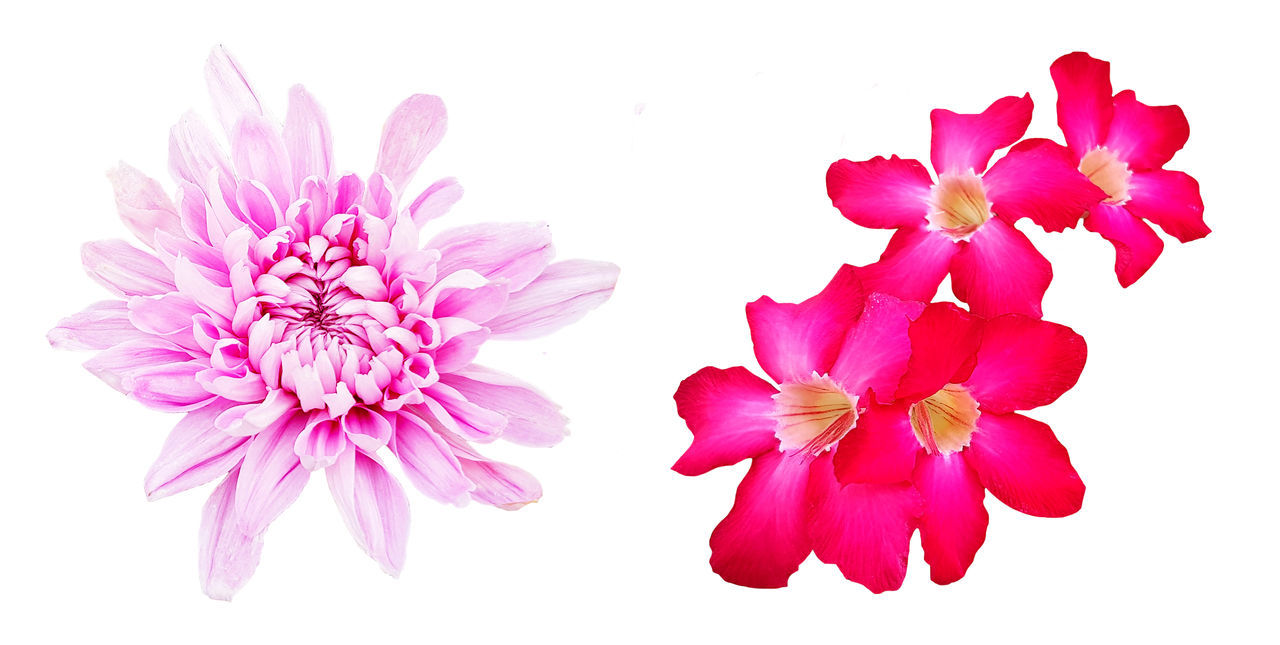 flower, flowering plant, plant, pink, freshness, beauty in nature, petal, nature, flower head, inflorescence, cut out, close-up, white background, fragility, no people, studio shot, blossom, indoors, magenta