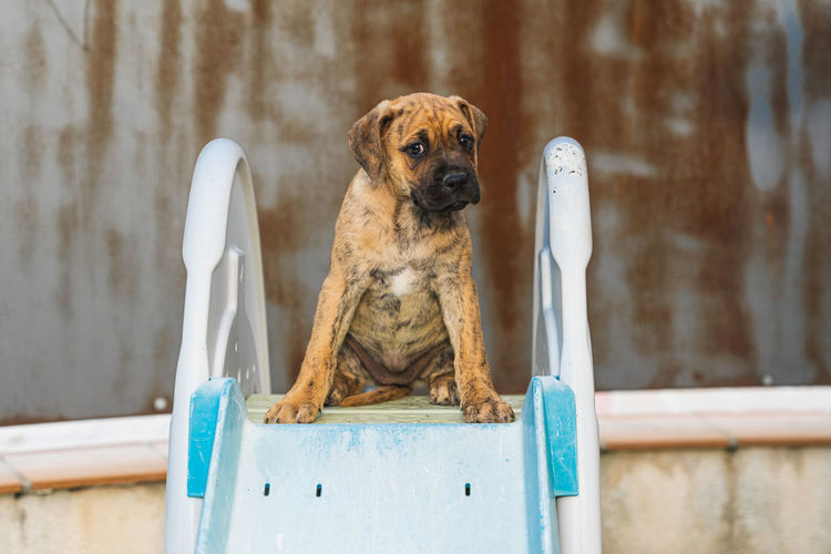 Close-up of a spanish alano puppy sitting on the diving board of a swimming pool