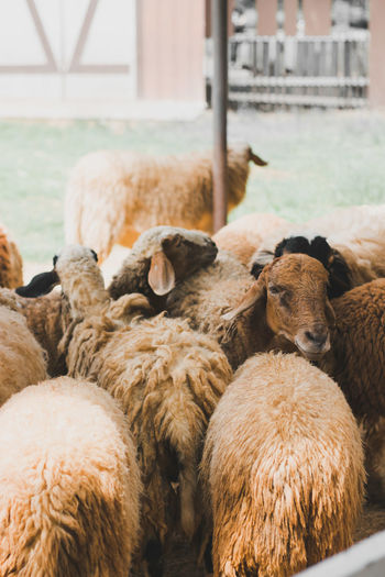 Sheep in a farm