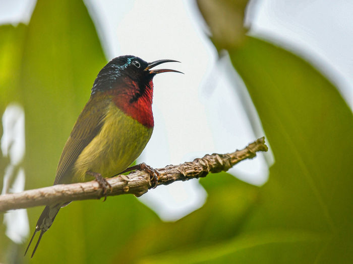 Close-up of bird perching on branch