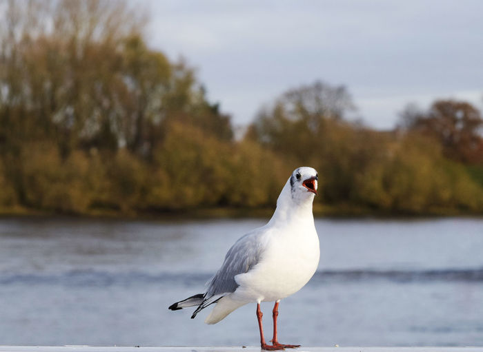 Close-up of bird perching on shore in autumn