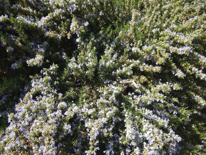 High angle view of tree in forest