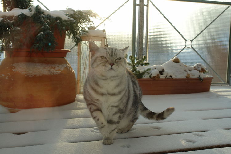 Close-up of british shorthair cat on snow covered table by window