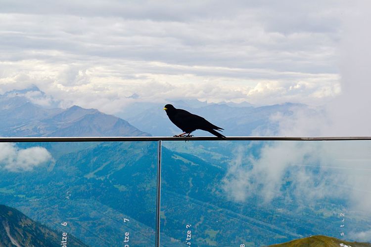 Low angle view of bird perching on mountain against sky