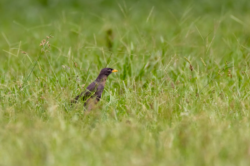 Side view of bird on grassy field