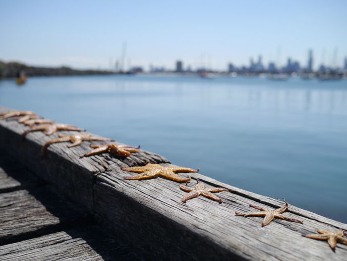 Dead starfish on pier by sea against sky