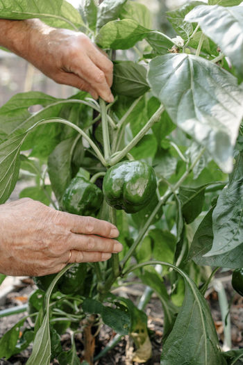Senior man touching fresh plants in vegetable garden
