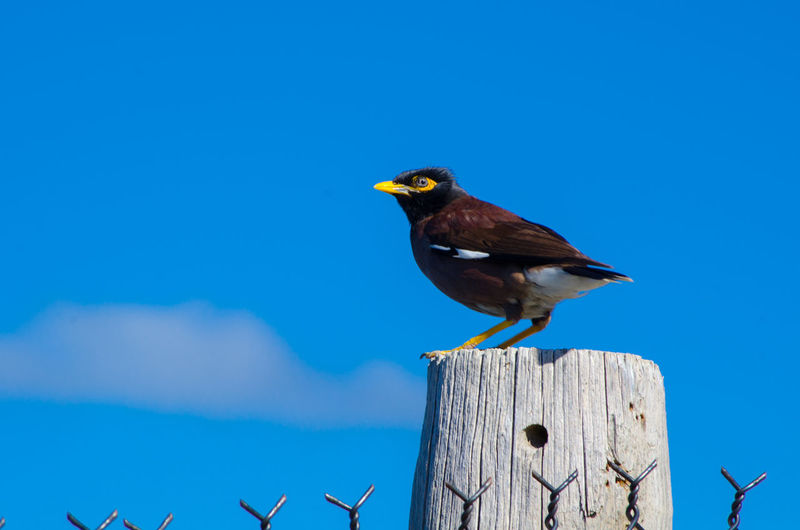 Close-up of bird perching on wooden post against blue sky