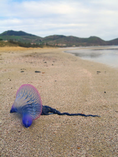 View of jellyfish on beach