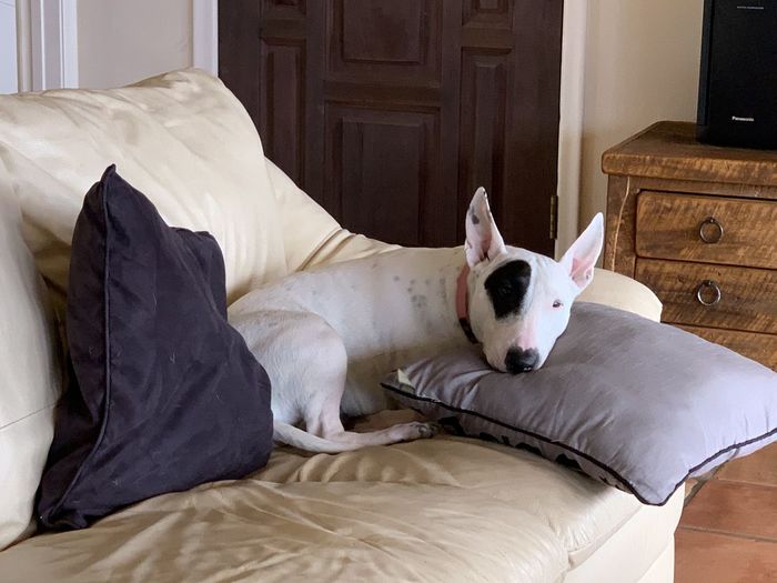 View of a dog resting on bed