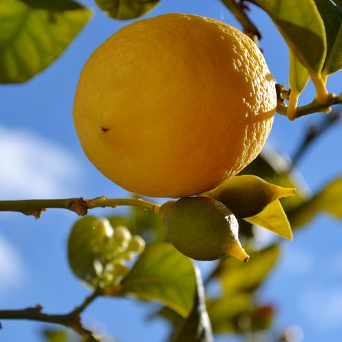 Low angle view of lemon on tree