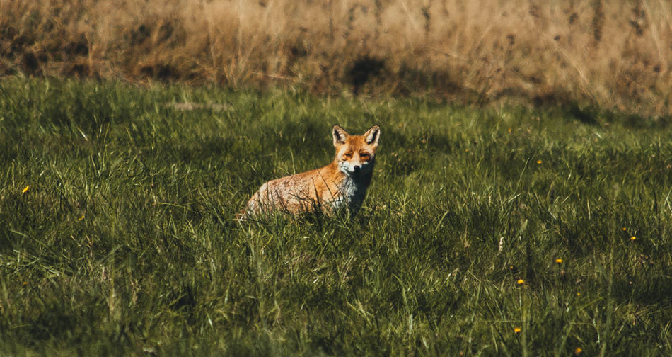 Fox standing on field