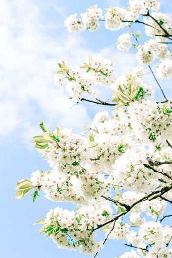 Low angle view of apple blossoms in spring