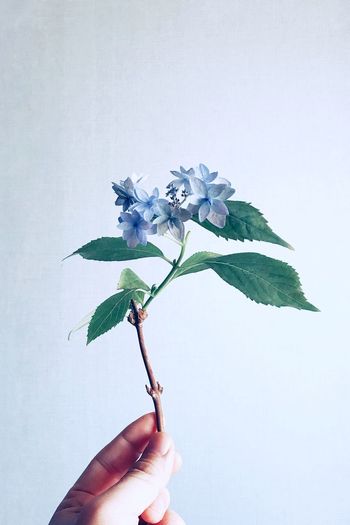 Cropped hand of person holding flowers against white background