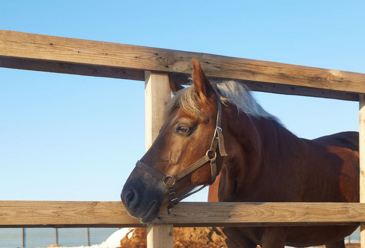 Low angle view of horse standing in ranch against clear sky