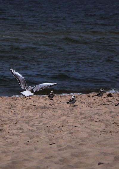Seagulls on water