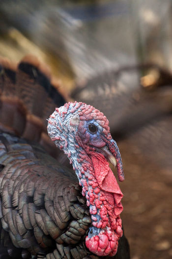 Close up of a male eastern wild turkey meleagris gallopavo along the east coast of the united states