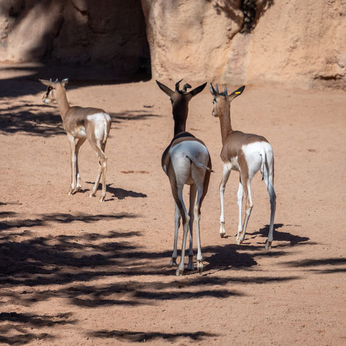 Mhorr gazelle at the bioparc in valencia spain on february 26, 2019