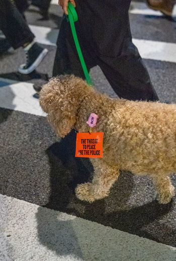 Police brutality sign on a dog during a black lives matter protest on april 20th, 2021
