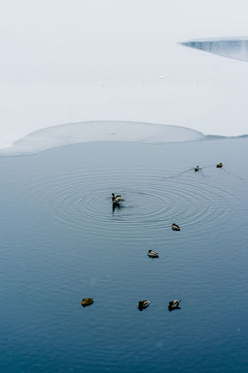 High angle view of birds swimming in sea