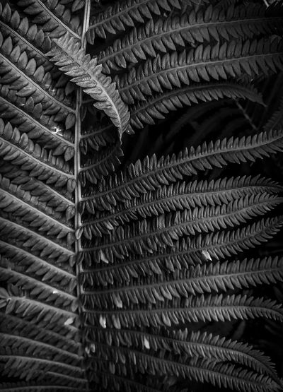 Full frame shot of pattern in a fern