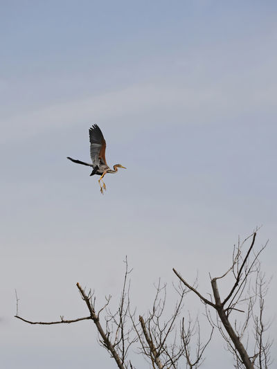 Heron flying over the tree with sky background