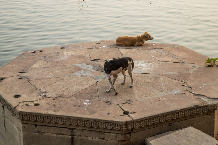 High angle view of dog on the lake