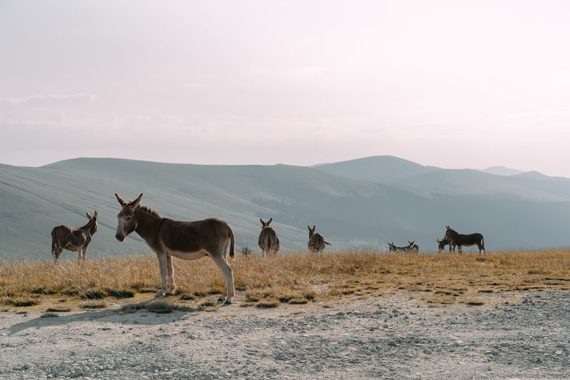 Donkey herd on a mountain meadow