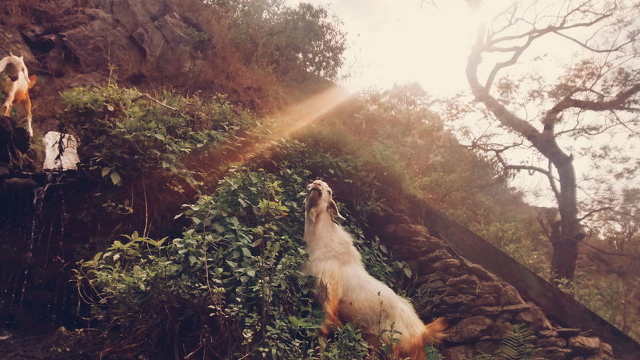Goat by plants on hill