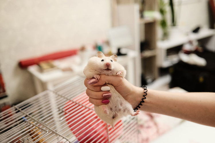Close-up of hand holding hamster at home