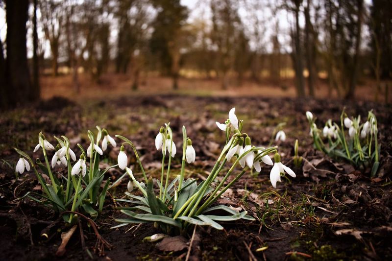 Close-up of crocus flowers growing in field