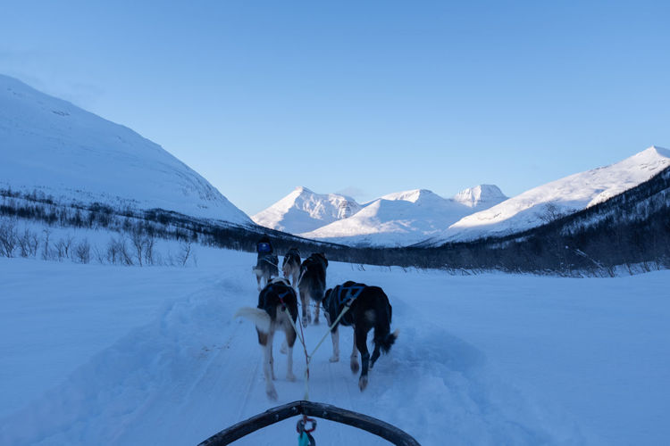 Point of view of dogs pulling sled with snowy mountains in background.