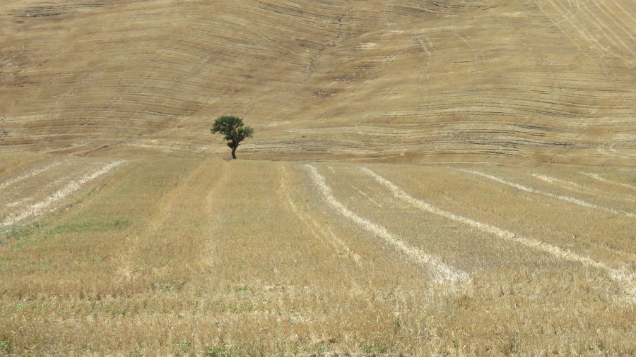Tree on farm field