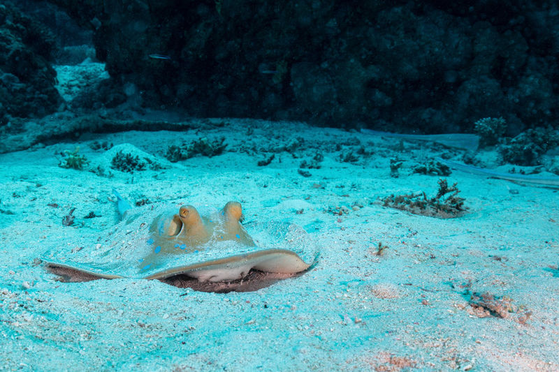 Blue spotted stingray in the sand