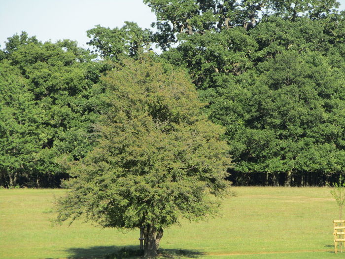 Trees on field against sky