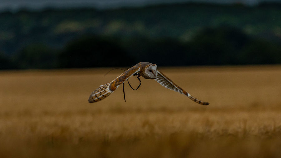 Close-up of grasshopper on a land