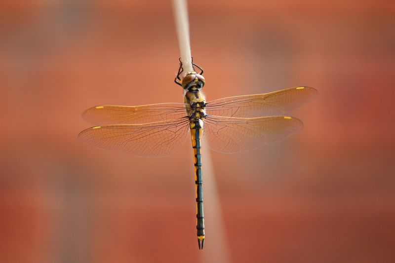 Macro shot of dragonfly perching on stick