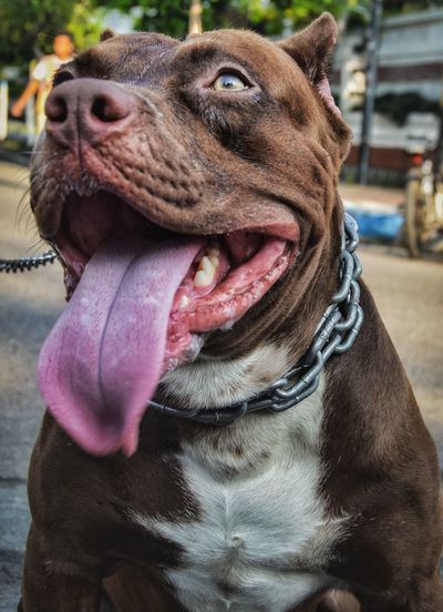 Close-up of a pit bull dog