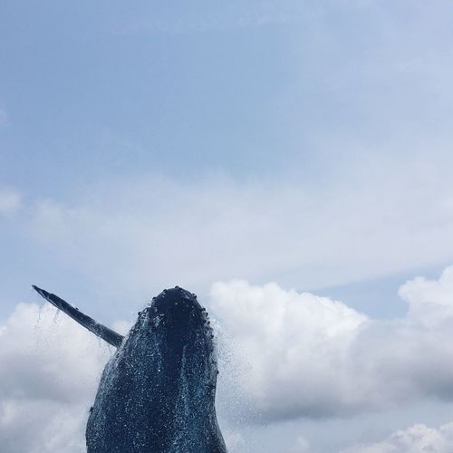 Low angle view of whale against sky