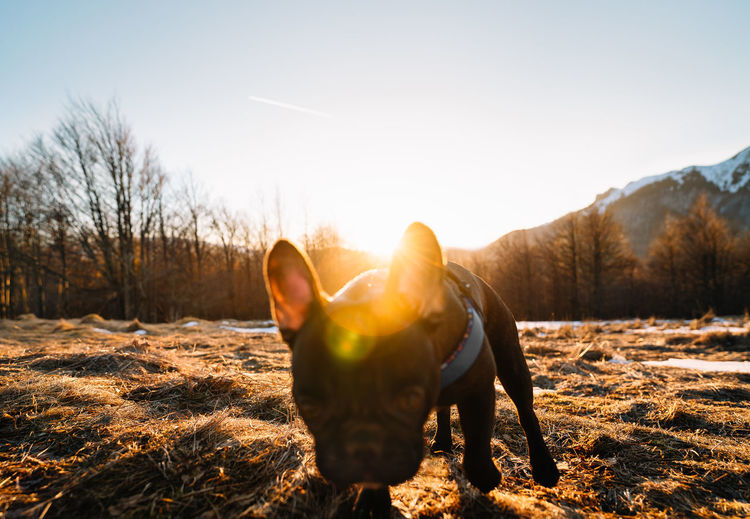 French bulldog playing  on field at sunset during winter