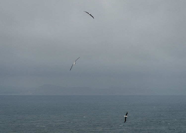 Birds flying over sea against sky