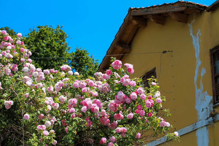 Low angle view of pink flowering plants by house against sky
