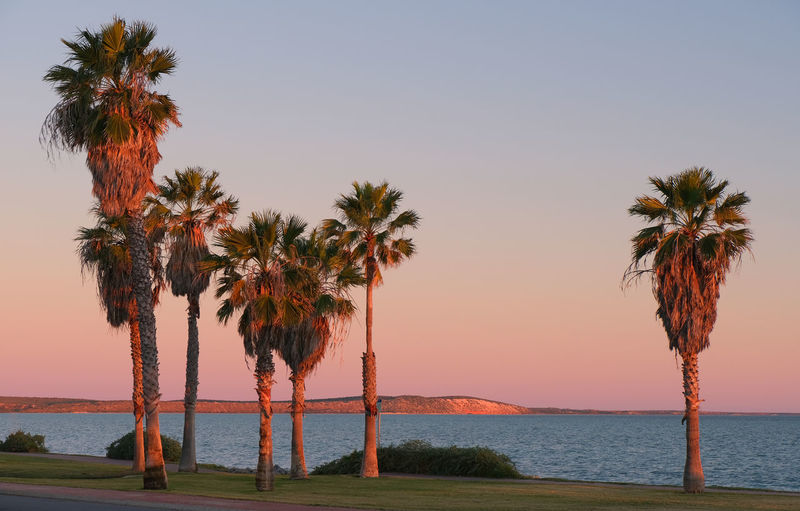 Palm trees by sea against clear sky at sunset